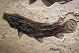 Green River Fossil Fish Mural with Rare Ultrashort-Nose Gar Fish #370577-4